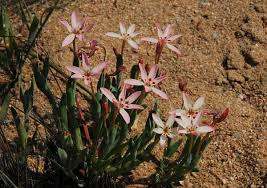 Image result for Lapeirousia