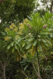 Image result for Solanecio mannii