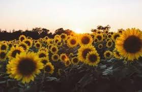 17 Ideas Flowers Wallpaper Laptop Desktop Wallpapers In 2020 Laptop Wallpaper Desktop Wallpapers Computer Wallpaper Desktop Wallpapers Desktop Wallpaper