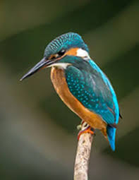 Obituary information for Virginia D. "Ginny" Ritchie