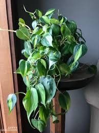 We did not find results for: Apartment Plants 15 Of The Best Houseplants For Apartment Living