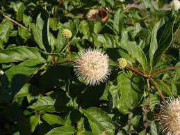 Image result for Cephalanthus