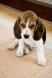According to some experts, many dogs seem to be able to learn names with two syllables much quicker than names with only one syllable or names with three or more … Beagle Names Cute Ideas For Your Male Or Female Dog Beagle Dog Female Dog Names Puppies