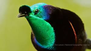 The majority of species in this family are found on the island of new guinea and its satellites, with a few species occurring in the moluccas and eastern australia. Bbc Earth The Mysterious Dating Dances Of The Birds Of Paradise