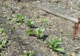 Maybe you would like to learn more about one of these? Japanse Duizendknoop Problemen In De Moestuin Moestuin Forum