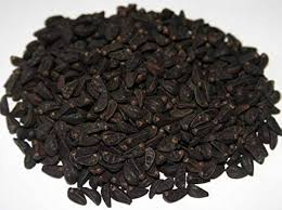 Image result for Ipomoea violacea