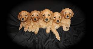 Goldendoodles are hypoallergenic designer dogs bred by crossing golden retrievers and poodles. Goldendoodle Puppies Texas Gorgeous Goldendoodles