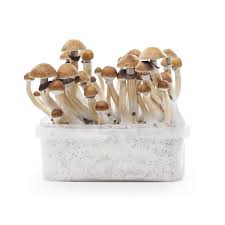 At low doses, hallucinogenic drugs have as their primary effects perceptual distortions and alterations of thought, or mood, with the presence of lucid awareness and minimal effects on memory and orientation. Kup Growkit Grzybowy Mckennaii Psilocybe Cubensis Sirius Nl