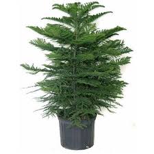 But it also means the tree is much heavier and needs to be inside a bit less time than usual cut trees. Harit The Plants Shop Air Purifying Christmas Tree Araucaria Heterophylla Live Plant With Pot Buy Online In Bolivia At Desertcart Bo Productid 165193973