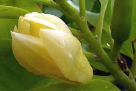 Image result for bunga wangi