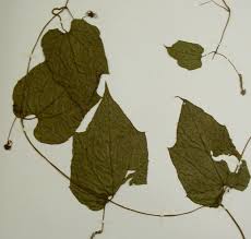 Image result for Raphidiocystis jeffreyana