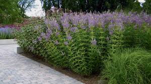 As you'd expect from plants that hail from north america and siberia veronicastrums are able to survive most cold winters. Pin On Tall Spike Flowers For Back Of The Border