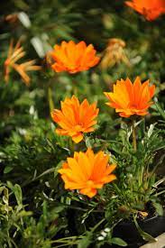 Gazania Gazanya Koyun Gozu Bitki Cicek