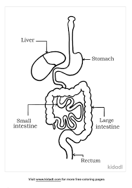 Select from 35919 printable crafts of cartoons, nature, animals, bible and many more. Digestive System Coloring Pages Free Human Body Coloring Pages Kidadl