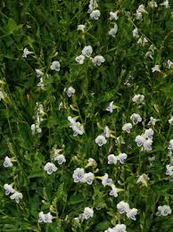 Image result for Asystasia guttata