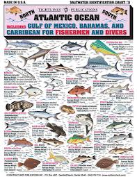 Saltwater Fishing Charts And Saltwater Fish Identification