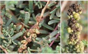 Image result for Suaeda sp. B