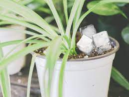 Some water cubes into the water bowl or already starting to melt ice cubes to play with and drink from. Watering Plants With Ice Cubes 5 Amazing Benefits Plant Index