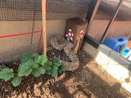 Now that the food supply is dwindling and your yard is looking super neat, it is time to use a natural repellent. How To Keep Snakes Away From Your Home The Ultimate Guide Rattlesnake Solutions
