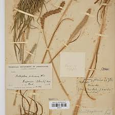 Image result for Anthephora pubescens