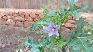 Image result for Solanum linneanum