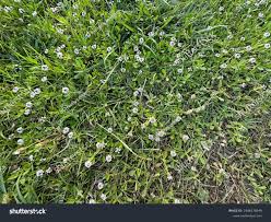 Image result for Lippia oatesii