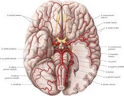 Another, the tentorium cerebelli, provides a strong, membranous roof over the cerebellum Arterielle Versorgung Des Gehirns Via Medici Leichter Lernen Mehr Verstehen