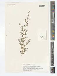 Image result for Euphorbia polycnemoides