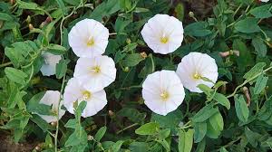 Image result for Convolvulus arvensis