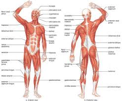 Use these colorful displays to help children learn the alphabet, shapes, colors, life charts can be used within an independent notebook, as well as scaled down to print as flashcards or morning board review. Muscles Of The Body Anatomy Human Anatomy Muscles Pdf Anatomical Muscle Chart Pdf Human Body Human Muscle Anatomy Human Body Muscles Human Muscular System