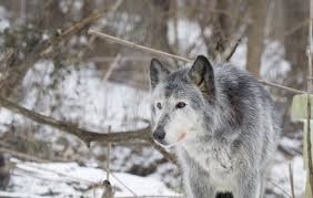 On december 2, 2012 at 8:30 pm lillian chadbourne said: Adopt A Wolf From The Wolf Sanctuary Of Pa Help Us Help Them