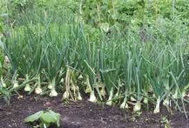 Check spelling or type a new query. How To Grow Onions From Seed Allium Cepa