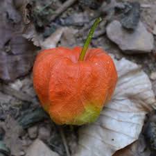 Image result for Physalis lagascae