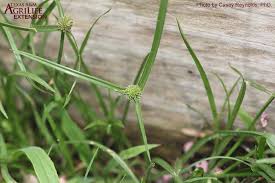 Image result for Kyllinga stenophylla