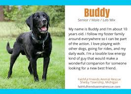 We did not find results for: Ten Lovely Adoptable Labs In Michigan Puppy Leaks