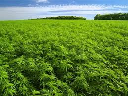 weed plants ile ilgili görsel sonucu