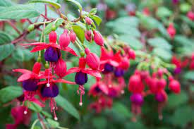 Fuchsia Pruning Guide When And How To Prune A Fuchsia Plant
