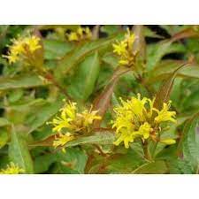 Ein hybride aus diervilla lonicera und diervilla sessiflora. Diervilla Sessilifolia Butterfly