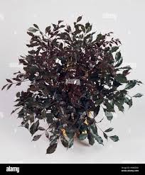 Image result for Leea