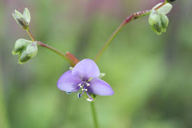 Image result for Murdannia simplex