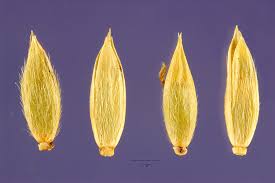 Image result for Eriochloa