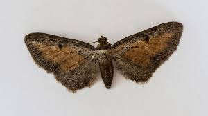 Image result for Eupithecia icterata