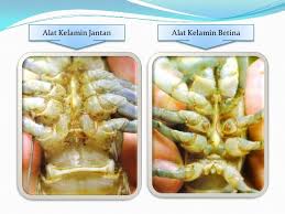 Check spelling or type a new query. Kenali Lobster Udang Kara Air Tawar Sentiasa Panas