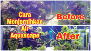 5 cara membuat supaya jernih dan bening air aquarium ikan arwana secara alami tanpa obat obatan. Cara Mudah Menjernihkan Air Aquascape Dan Air Aquarium Youtube