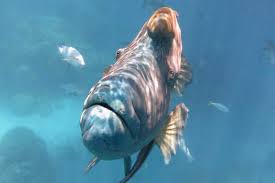 Great barrier reef daintree rainforest thinking day beautiful fish beautiful places beautiful pictures ocean creatures back to nature tropical fish. 11 Amazing Facts About The Great Barrier Reef