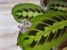 Image result for maranta