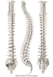 Human Spine With Anatomically Precise Kyphoses And Lordoses Human Spine Human Anatomy Drawing Human Body Anatomy