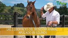 Las 5 Libertades del Bienestar Animal Aplicado en Equinos - TvAgro ...