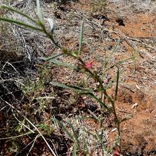 Image result for Isolepis costata