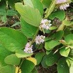 Image result for Polhillides